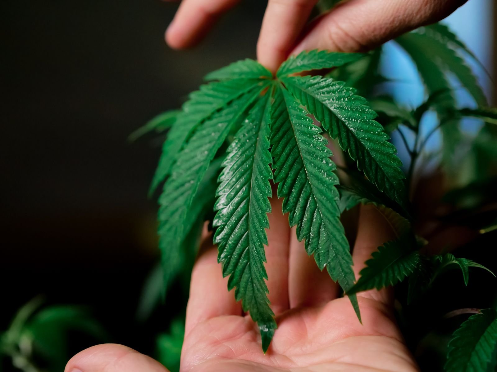 Persona revisando una planta de cáñamo en el cultivo