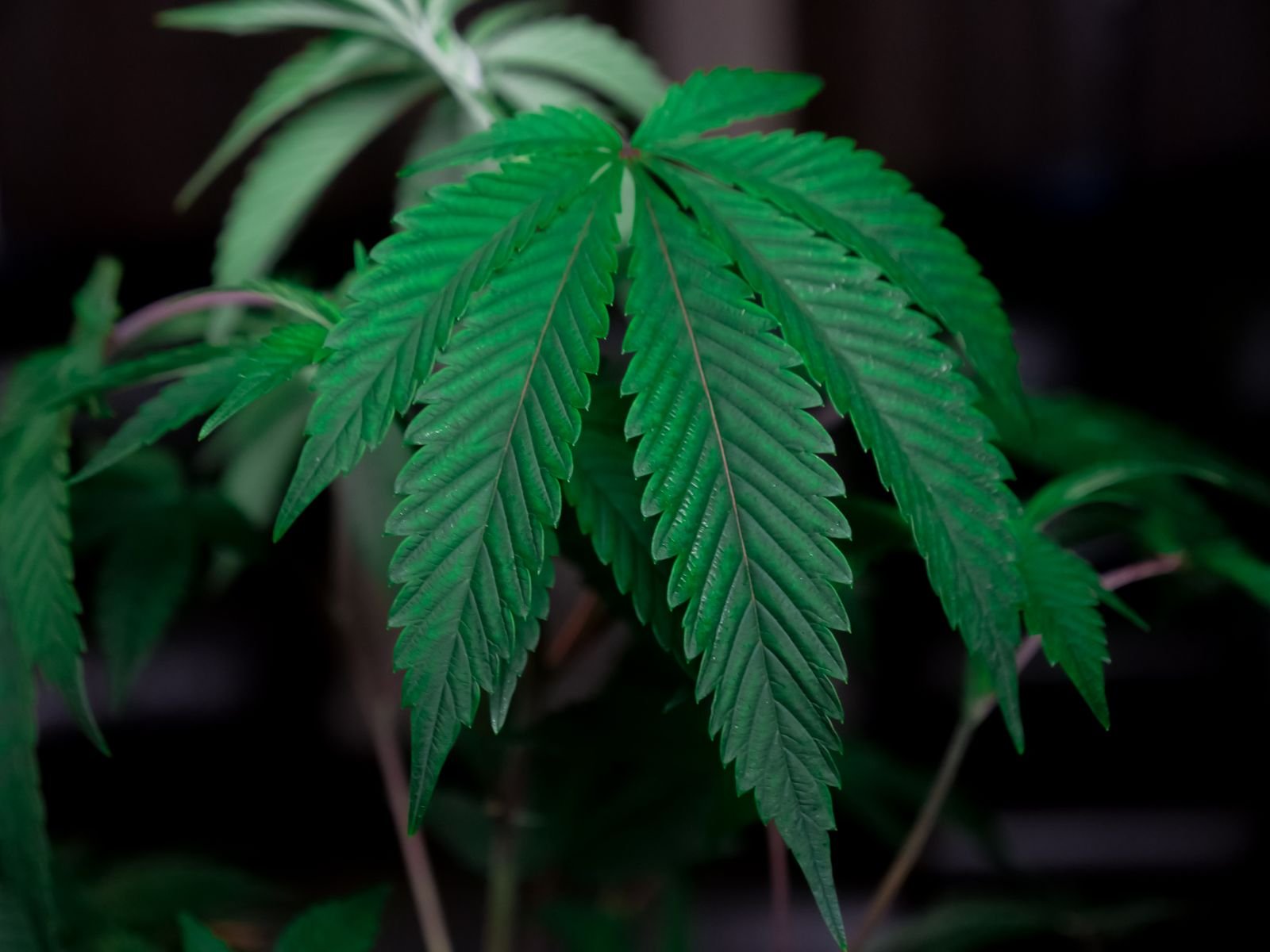 Detalle de una planta de cáñamo en cultivo