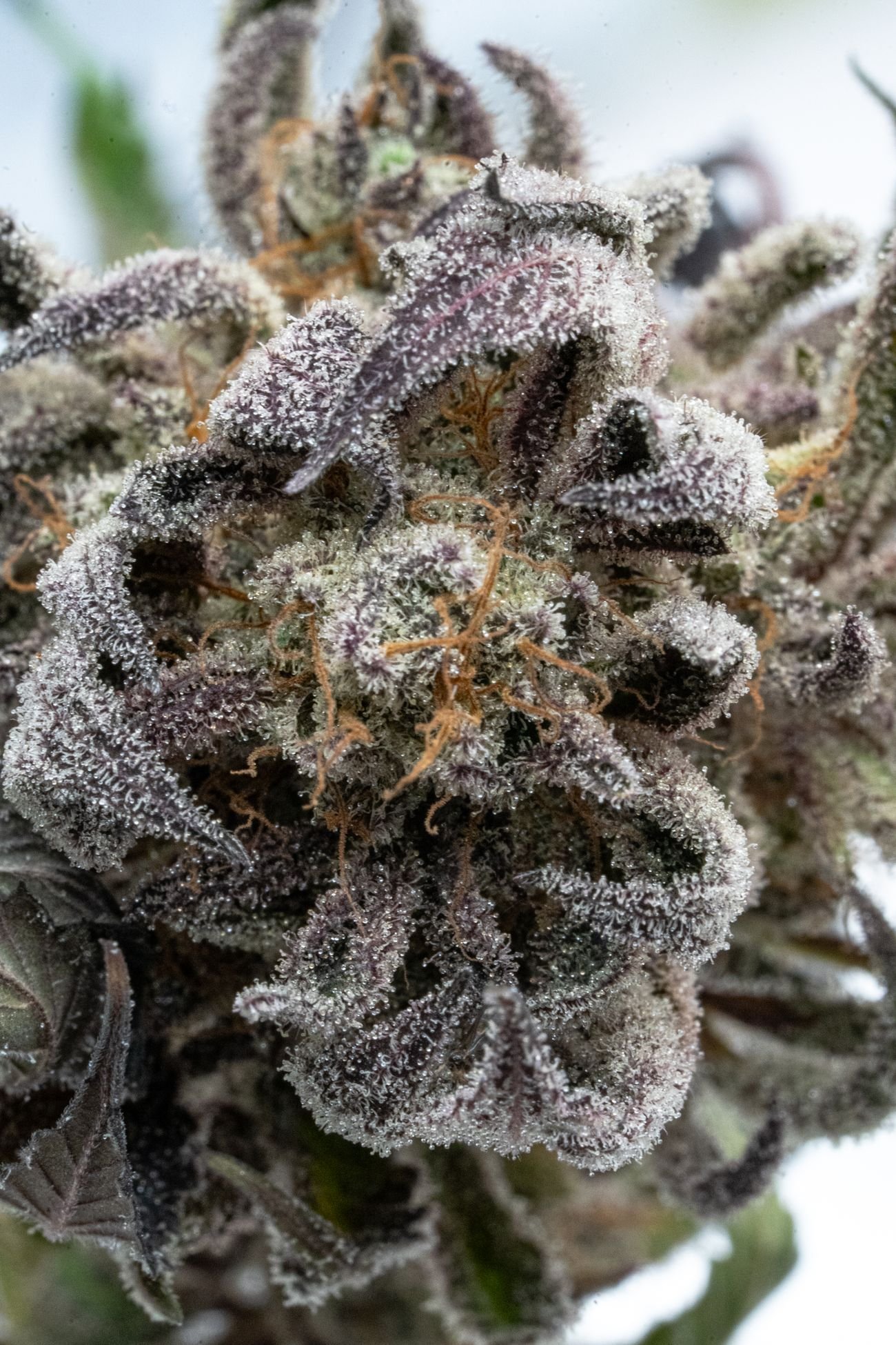 Detalle de cogollo escarchado de Gorilla Glue CBD