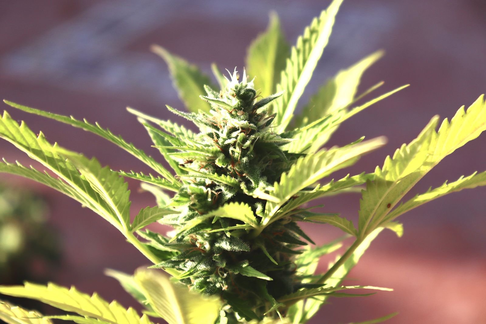 Macro de cogollo de Lemon Haze CBD
