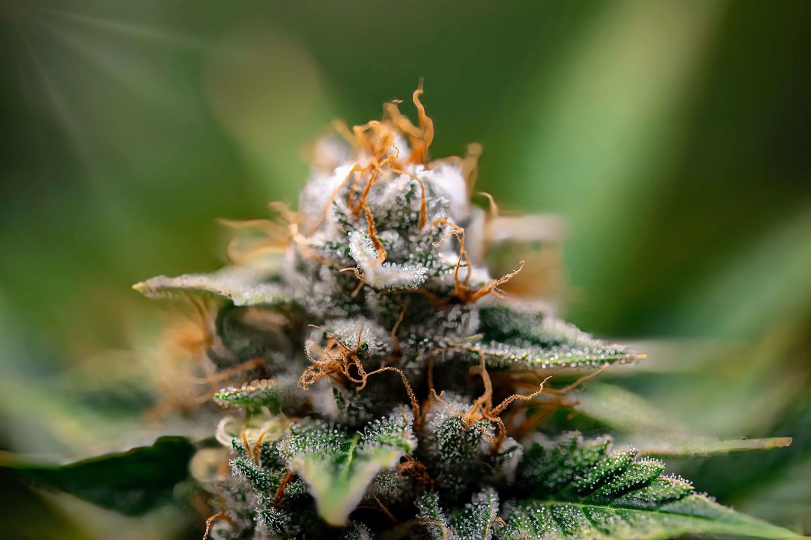 Cogollo de Gorilla Glue CBD cubierto de tricomas, primer plano
