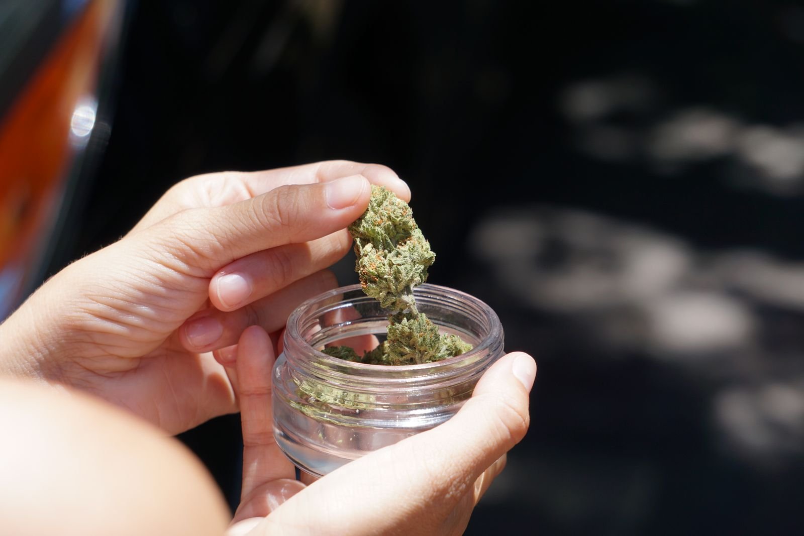 Manos sosteniendo un tarro de cristal con flores CBD
